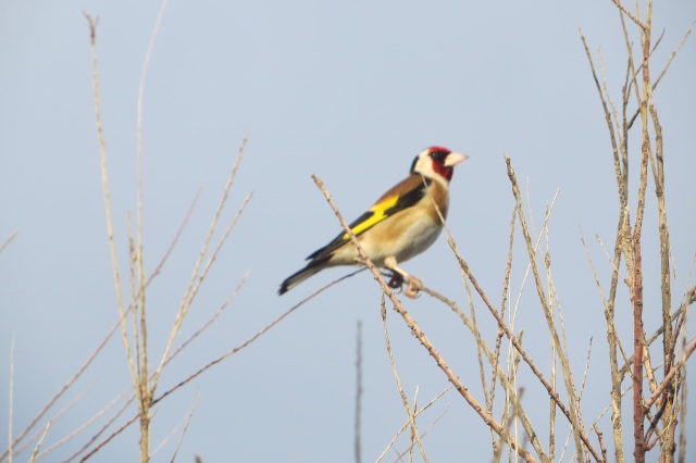 Gold Finch.jpg